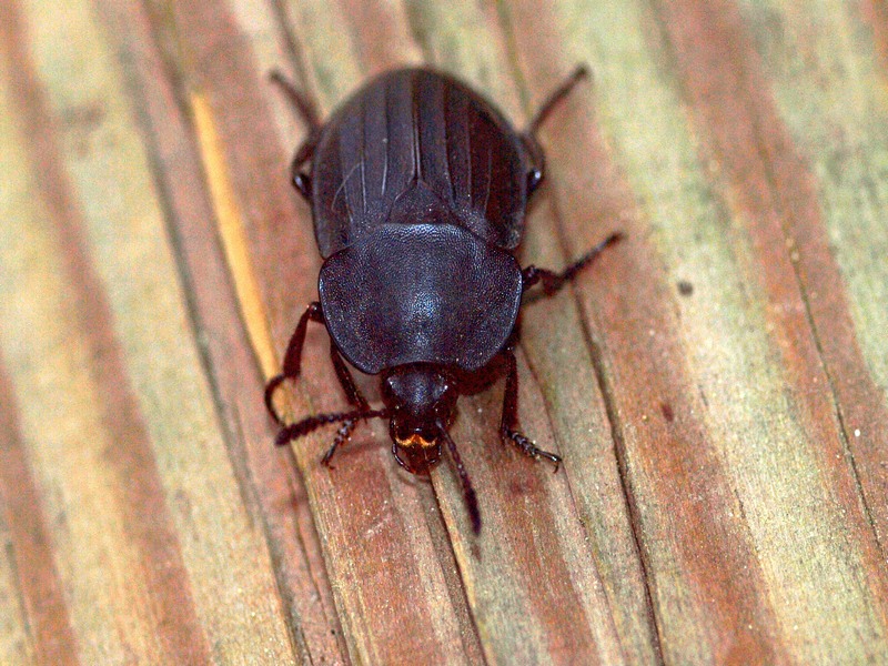 Coleoptera Silphidae
